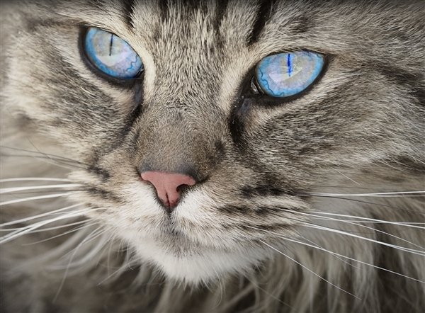 超30万只猫死亡！猫冠状病毒蔓延：猫致死率达90%
