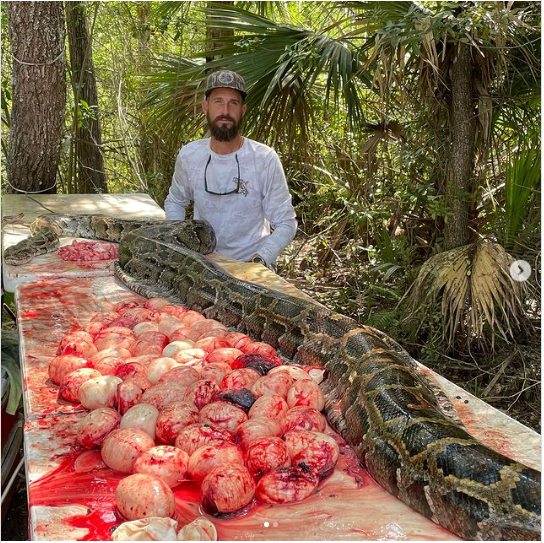 美国一条5米长的缅甸蟒被猎杀：剖出60枚蛇蛋 马上当母亲