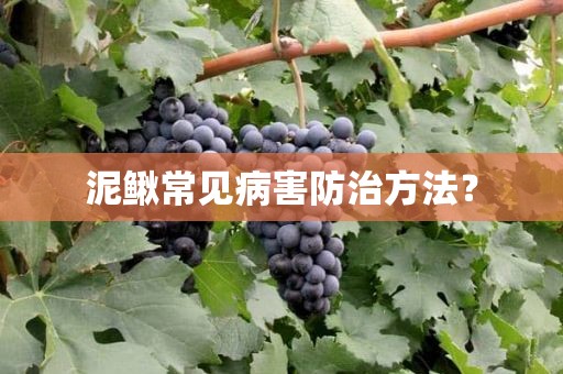 泥鳅常见病害防治方法？