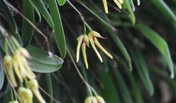 四川发现植物新种：命名“卧龙卷瓣兰” 生长在悬崖边