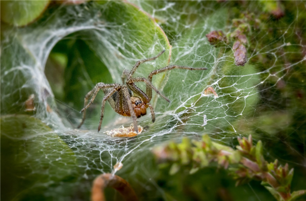男子耳朵里惊现活体蜘蛛 被发现时蜘蛛正在结网