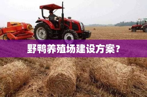 野鸭养殖场建设方案？