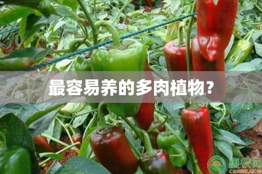 最容易养的多肉植物？