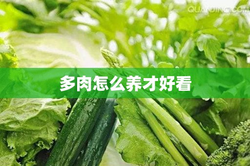 多肉怎么养才好看