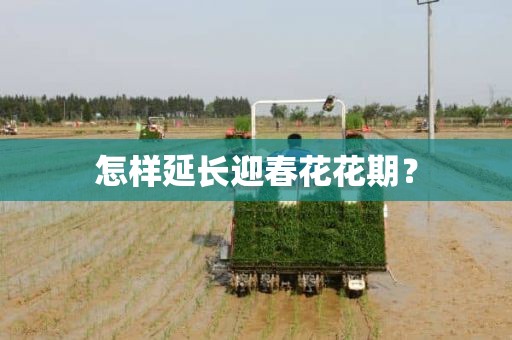 怎样延长迎春花花期？