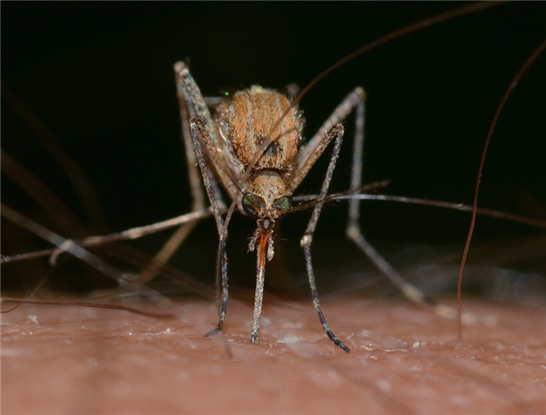 互联网垃圾内容太多 无穷小亮吐槽：我没有杀死蚊子的能力