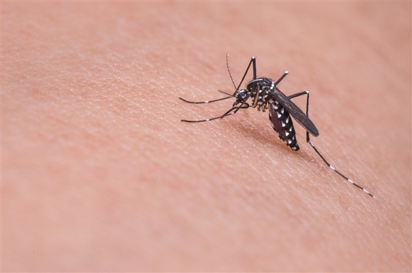 被500只蚊子同时吸血会怎样？疯狂科学家用自己做了次实验！