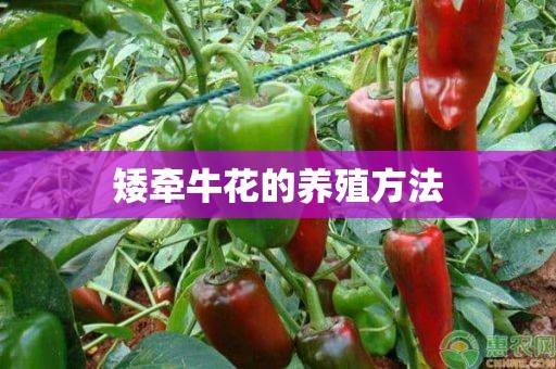 矮牵牛花的养殖方法