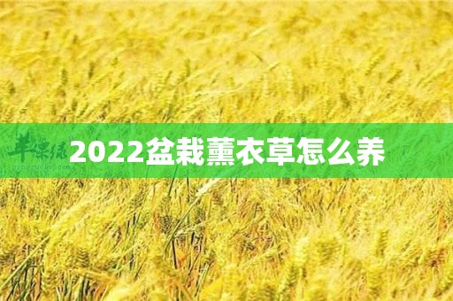 2022盆栽薰衣草怎么养