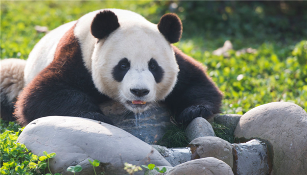 罕见一幕！野生大熊猫为领地与羚牛“对峙” 结果大熊猫主动撤退