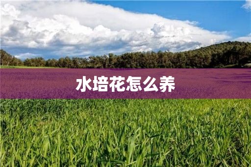 水培花怎么养