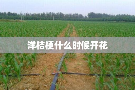 洋桔梗什么时候开花