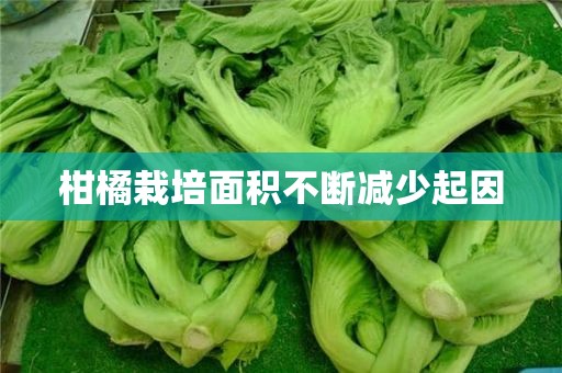 柑橘栽培面积不断减少起因