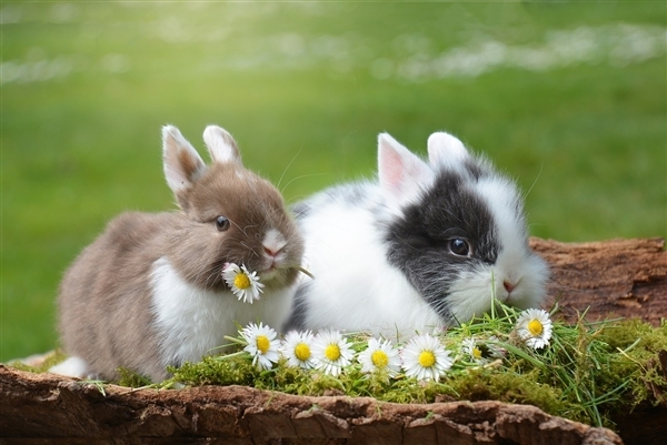 冷知识：兔子有两个独立的子宫 怀孕期间可再受孕