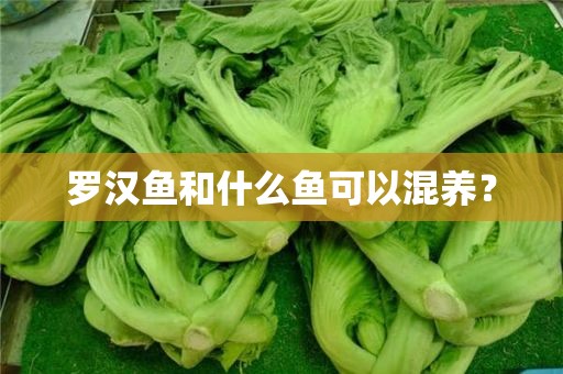 罗汉鱼和什么鱼可以混养？