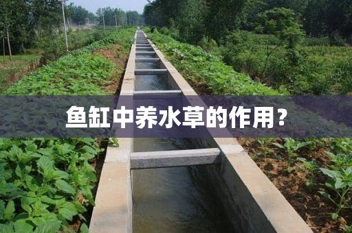 鱼缸中养水草的作用？