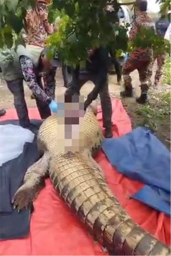 马来西亚一老人失踪4天！元凶查获：在鳄鱼胃中发现遗骸