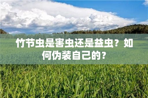 竹节虫是害虫还是益虫？如何伪装自己的？