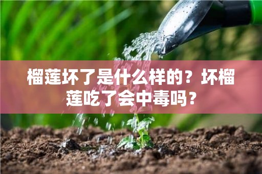 榴莲坏了是什么样的？坏榴莲吃了会中毒吗？