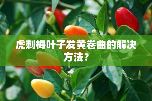 虎刺梅叶子发黄卷曲的解决方法？