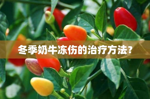 冬季奶牛冻伤的治疗方法？