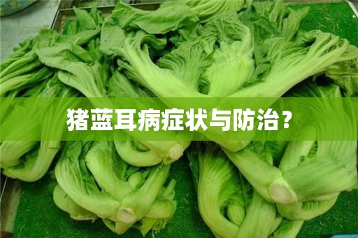 猪蓝耳病症状与防治？