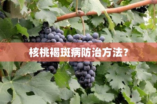 核桃褐斑病防治方法？