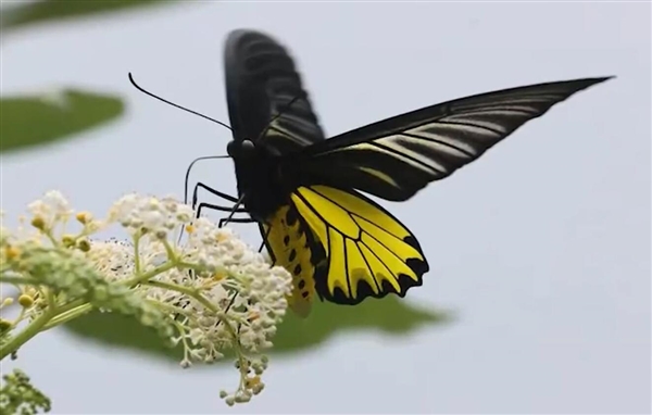 罕见！安徽金寨发现中国最大蝴蝶：后翅金黄 二级保护动物