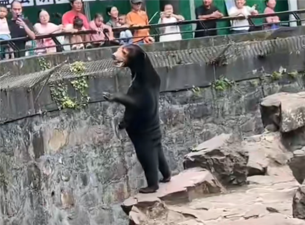 人里人气！动物园一黑熊被指是员工假扮的 回应称是真的熊