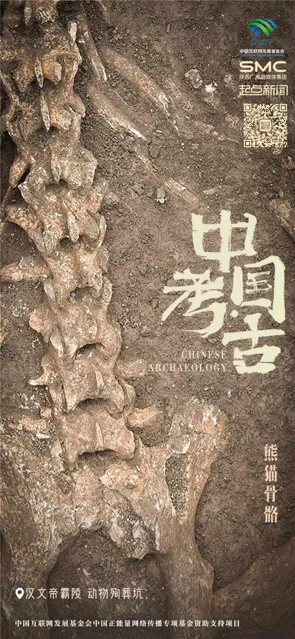 首次！汉文帝霸陵殉葬坑发现大熊猫骨骼：2000多年了