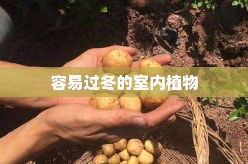 容易过冬的室内植物