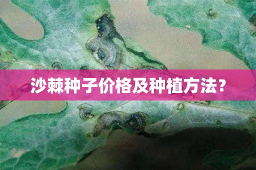 沙棘种子价格及种植方法？