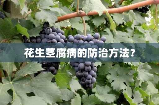 花生茎腐病的防治方法？