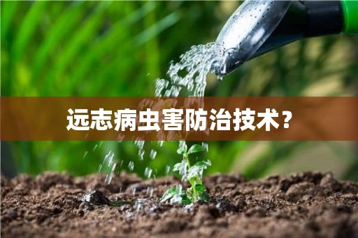 远志病虫害防治技术？