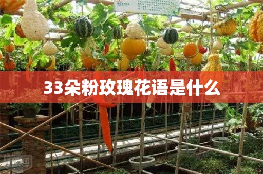 33朵粉玫瑰花语是什么