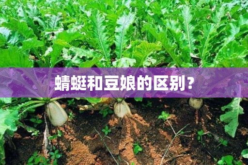 蜻蜓和豆娘的区别？