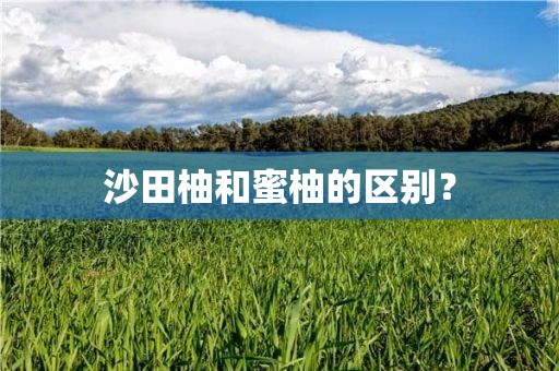 沙田柚和蜜柚的区别？