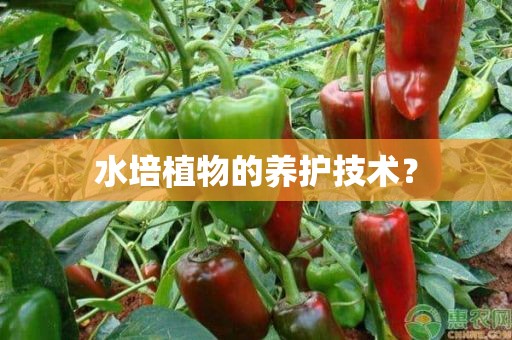 水培植物的养护技术？