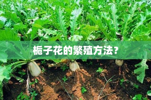 栀子花的繁殖方法？