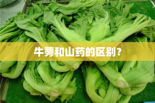 牛蒡和山药的区别？