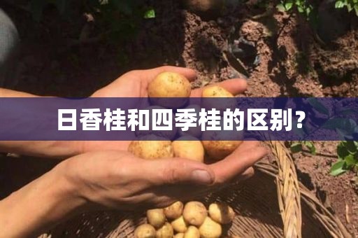 日香桂和四季桂的区别？