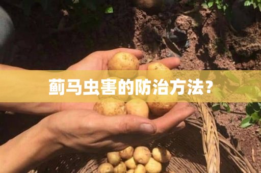 蓟马虫害的防治方法？