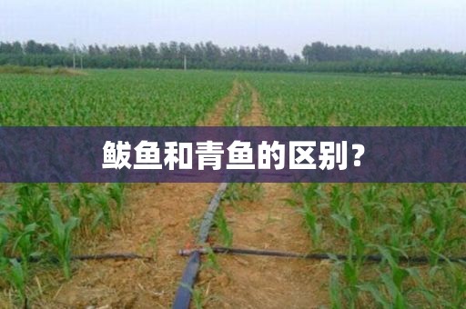 鲅鱼和青鱼的区别？