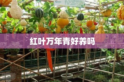 红叶万年青好养吗