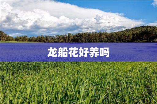 龙船花好养吗