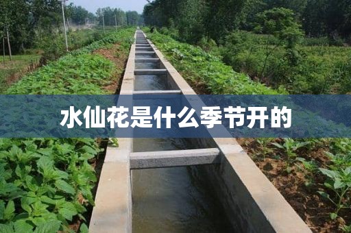 水仙花是什么季节开的