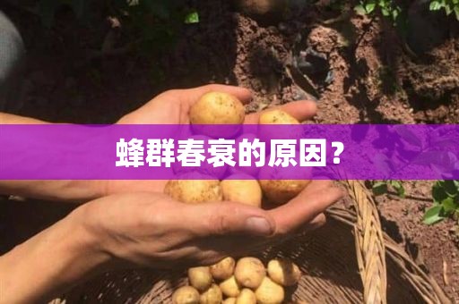 蜂群春衰的原因？