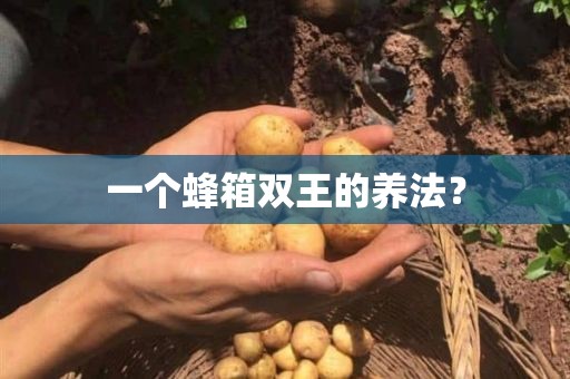 一个蜂箱双王的养法？