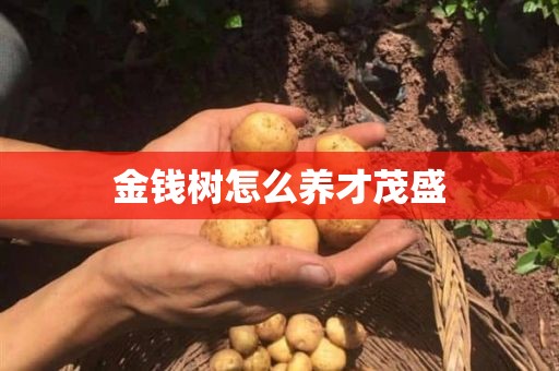 金钱树怎么养才茂盛