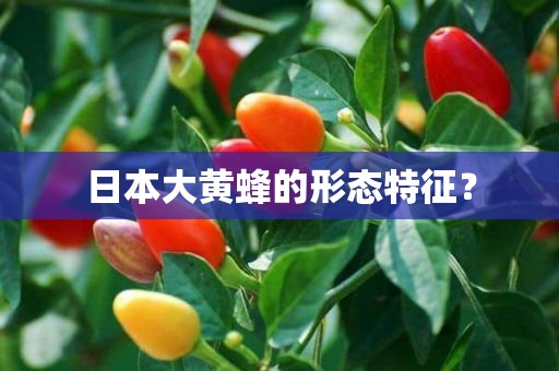 日本大黄蜂的形态特征？